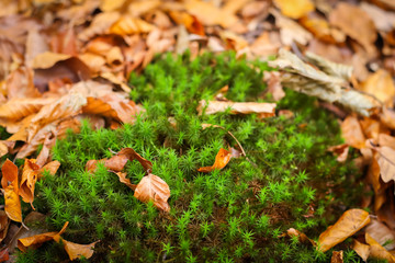 Moss in forest