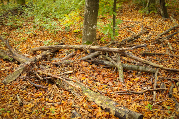 Branches on ground in forest