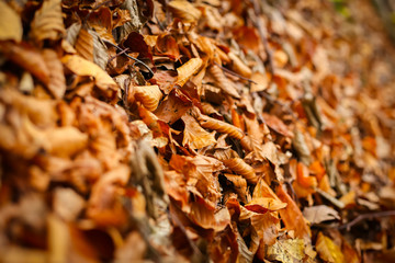 Leaves on ground in forest