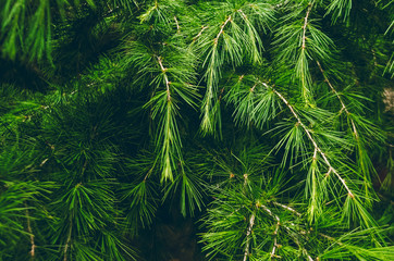 texture of green pine needles. wallpaper and background. conifer tree