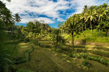Fototapeta na wymiar Tegallalang rice fields. Ubud - Bali - Indonesia