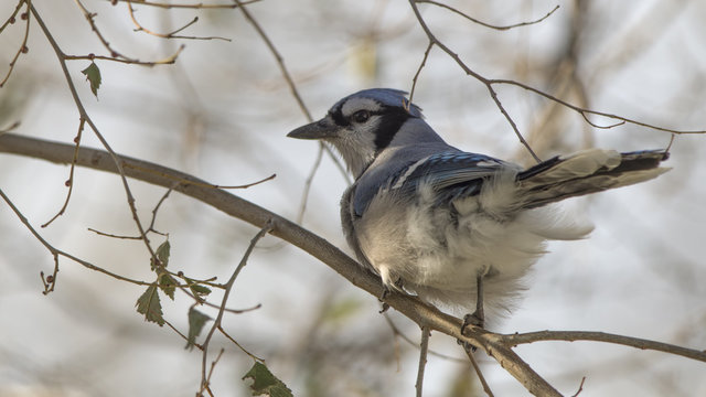 Blue Jay, close-up, in a tree.