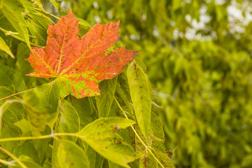 Bright autumn maple leaf on the leaves of a tree - autumn background