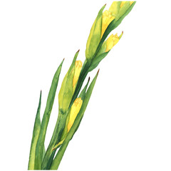 Watercolor Illustration of Yellow Gladiolus Flower on white