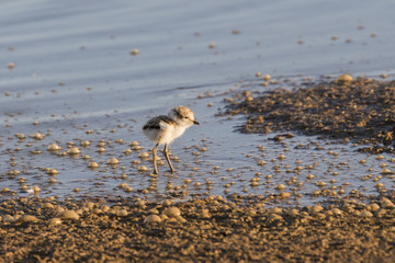 Cria de chorlitejo patinegro en la orilla de la playa