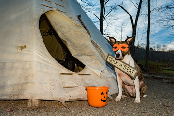 A cute dog Trick or Treating on Halloween