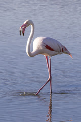Rosado flamenco con el pico abierto caminando por el agua