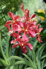 Orchideen-Hybride Aranda Sayan x Dr. Anek