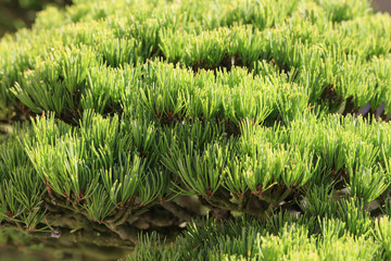 Bonsai - Five leaf pine -