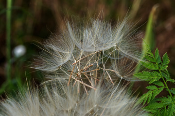 Beautiful flowers of a dandelion seeds flying let the wind