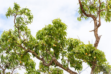 Mango on a tree, Cuba, Havana. Copy space for text