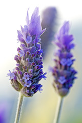 Lavender Purple, Flower, Farden Floral, Nature