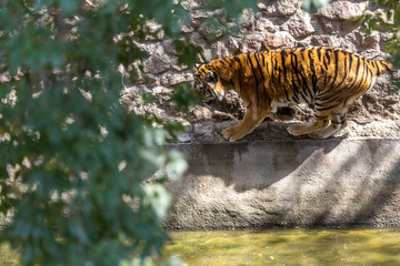 Ussuri Bengal tiger in a cage zoo created natural habitat. Wild predatory mammals in the summer park. Large predatory cats. Motion blur. Selective focus