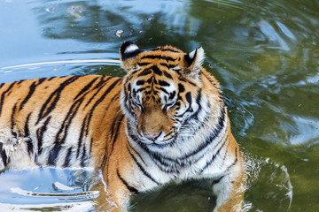 Fototapeta na wymiar Ussuri Bengal tiger in a cage zoo created natural habitat. Wild predatory mammals in the summer park. Large predatory cats. Motion blur. Selective focus