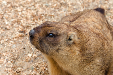 Alpine marmot (Marmota Marmota) in the aviary zoo. The protagonist of the beautiful tradition - Groundhog predicts the weather in Groundhog Day.