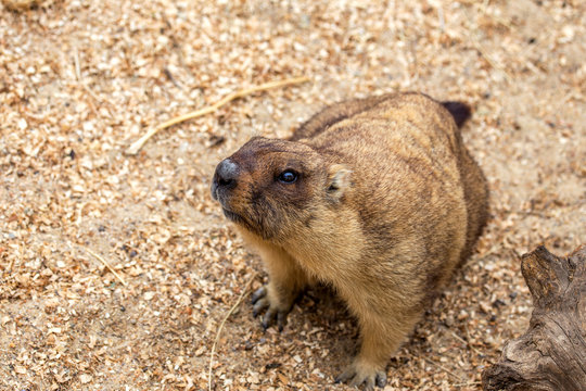 Alpine marmot (Marmota Marmota) in the aviary zoo. The protagonist of the beautiful tradition - Groundhog predicts the weather in Groundhog Day.