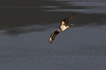 Bird osprey hunting at Californai reservoir