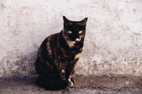 Cat at Alberobello, typical Trullo houses made by volcanic stones