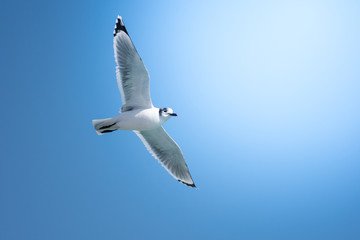 flying