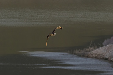 Bird osprey hunting at California reservoir