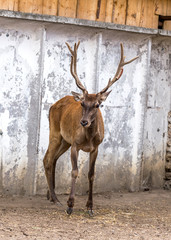 Deer hunting in the paddock on a farm being treated. Family of deer in the spacious aviary zoo