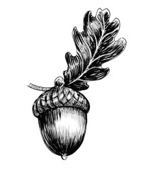 Ink black and white illustration of an acorn and oak leaf