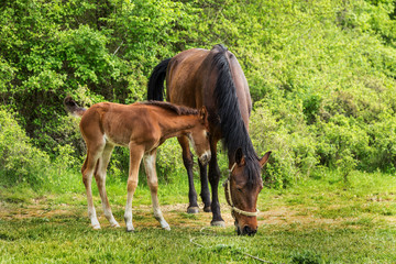 Domestic horse grazing in a mountain valley in the pasture on a background of Crimean mountains. Foal with his mother in the pasture fed with milk. Kumiss.