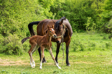 Domestic horse grazing in a mountain valley in the pasture on a background of Crimean mountains. Foal with his mother in the pasture fed with milk. Kumiss.