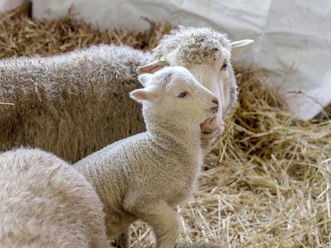 Sheep with lamb in a pen for domestic farm animals