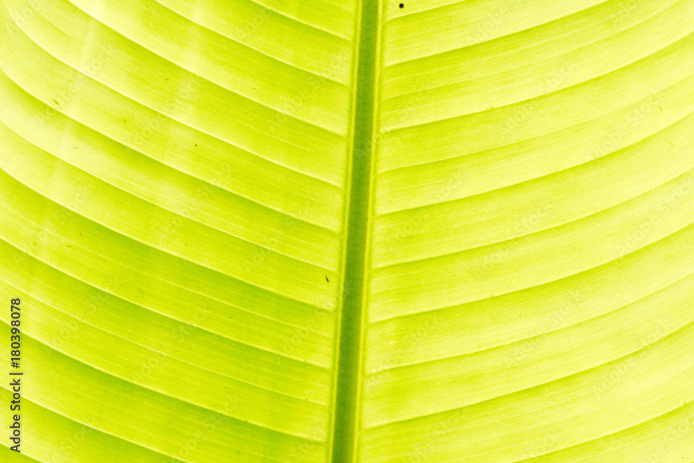 Poster texture of tropical plants, macrophotography