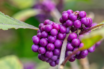 texture of tropical plants, macrophotography