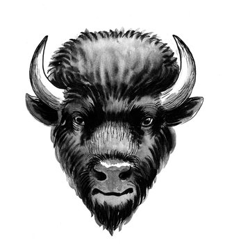 Bison head