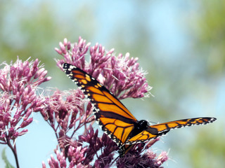 Toronto Lake Monarch on the Eupatorium cannabinum flower 2017