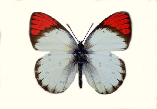 The crimson tip or scarlet tip (Colotis danae) isolated