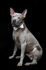 beautiful thai ridgeback dog with bow tie