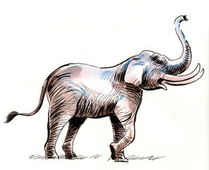 Obraz premium Watercolor elephant