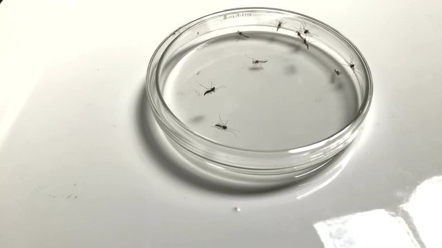 Zika mosquitoes into petri dish. Sample of zika and dengue mosquitoes.