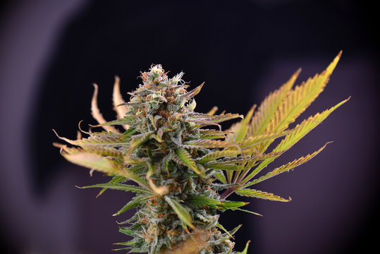 Cannabis cola (Russian Doll marijuana strain) with visible trichomes on late flowering stage