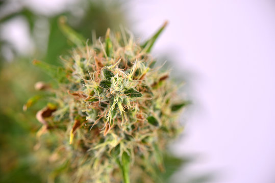 Cannabis cola (Sour Diesel marijuana strain) with visible trichomes on late flowering stage