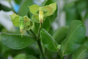 Lucky Little Bird tree