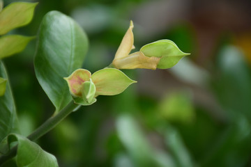 Lucky Little Bird tree