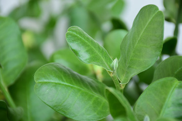 Lucky Little Bird leaf