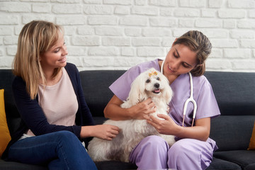 Veterinarian House Call With Doctor Dog Owner And Animal
