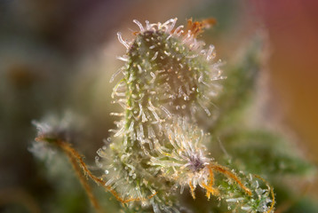 Cannabis bud macro with visible thc glands aka trichomes