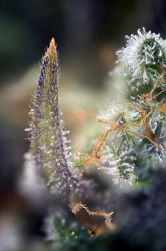 Cannabis bud macro with visible thc glands aka trichomes