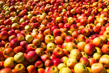 Ripe apples being processed and transported in an industrial production facility