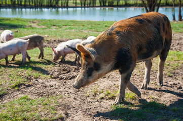 Fototapeta premium Pig farm. Pigs in field