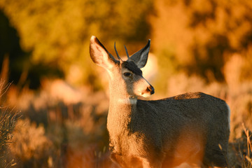 Small deer in soft light. A sign of peace and serenity.