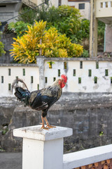 Rooster on a Pillar