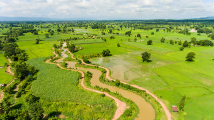 Aerial view of a rice fields in Thailand.